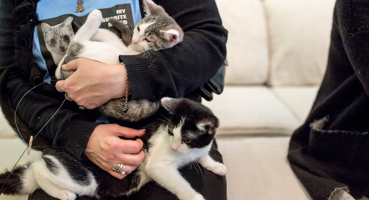 Caturday CUTE Brooklyn's First Cat Cafe Is OPEN Gothamist