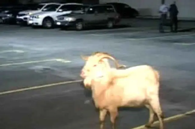 Video: Runaway Goat Captured By Former African Goat Herder In Brooklyn -  Gothamist