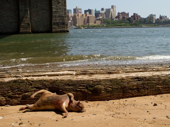 Graphic Photo Shows Bloated Rat Monster Washed Up Near East River -  Gothamist