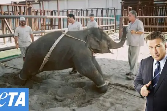 Video: Alec Baldwin Joins PETA To Stop Circus Elephant Abuse - Gothamist