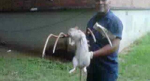 Photo: Brooklyn Man Stabs GIANT Rat With Pitchfork - Gothamist