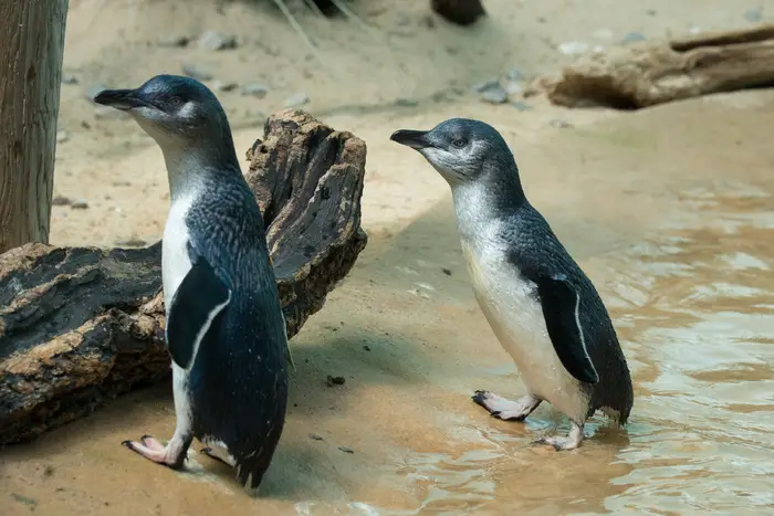 Photos, Video: This Colony Of Little Fairy Penguins Now Lives In The Bronx  - Gothamist
