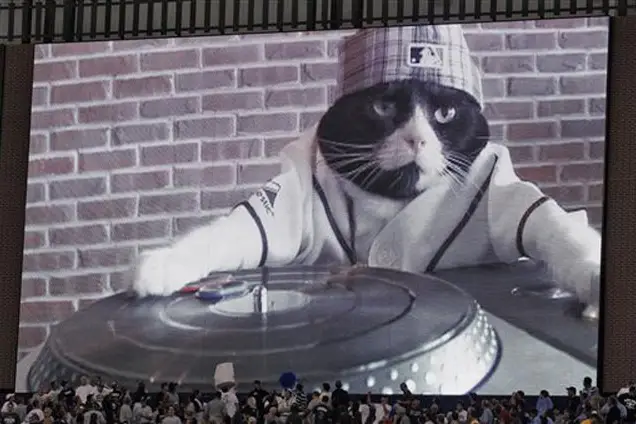 Video: Tampa Bay Rays' DJ Kitty - Gothamist