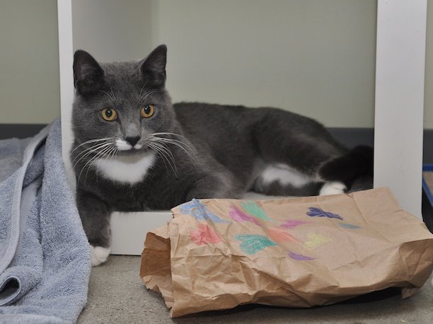 Purrfect King, The Abused Cat, Has Been Adopted! Gothamist