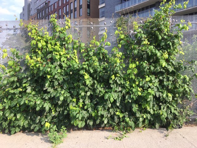 How To Identify Poison Ivy Which Is All Over Nyc Gothamist,Best Cheap Champagne Walmart