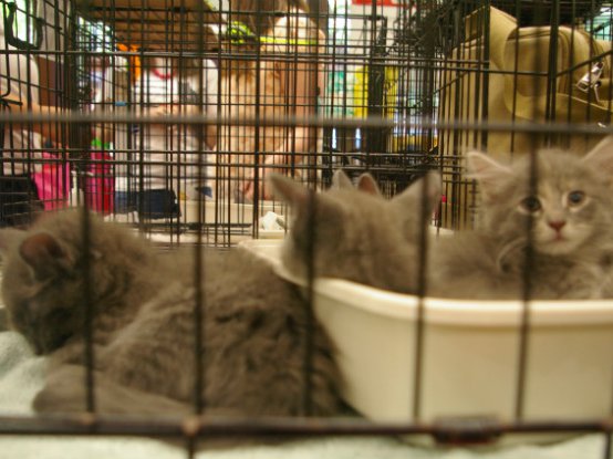 Nyc Was Supposed To Be A No Kill Animal Shelter City By 15 What Happened Gothamist