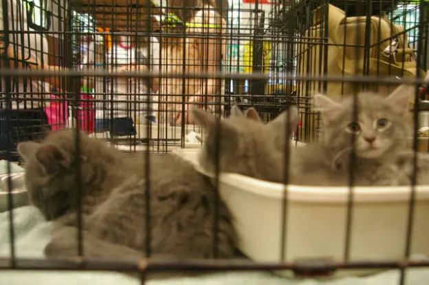 NYC Was Supposed To Be A 'No Kill' Animal Shelter City By 2015. What  Happened? - Gothamist