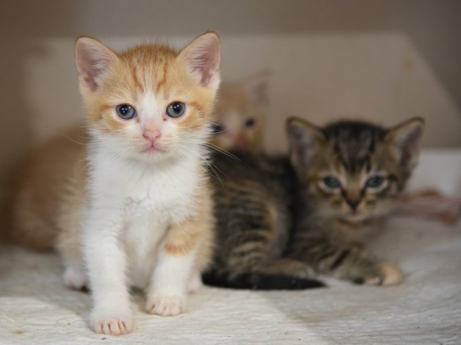 small kittens
