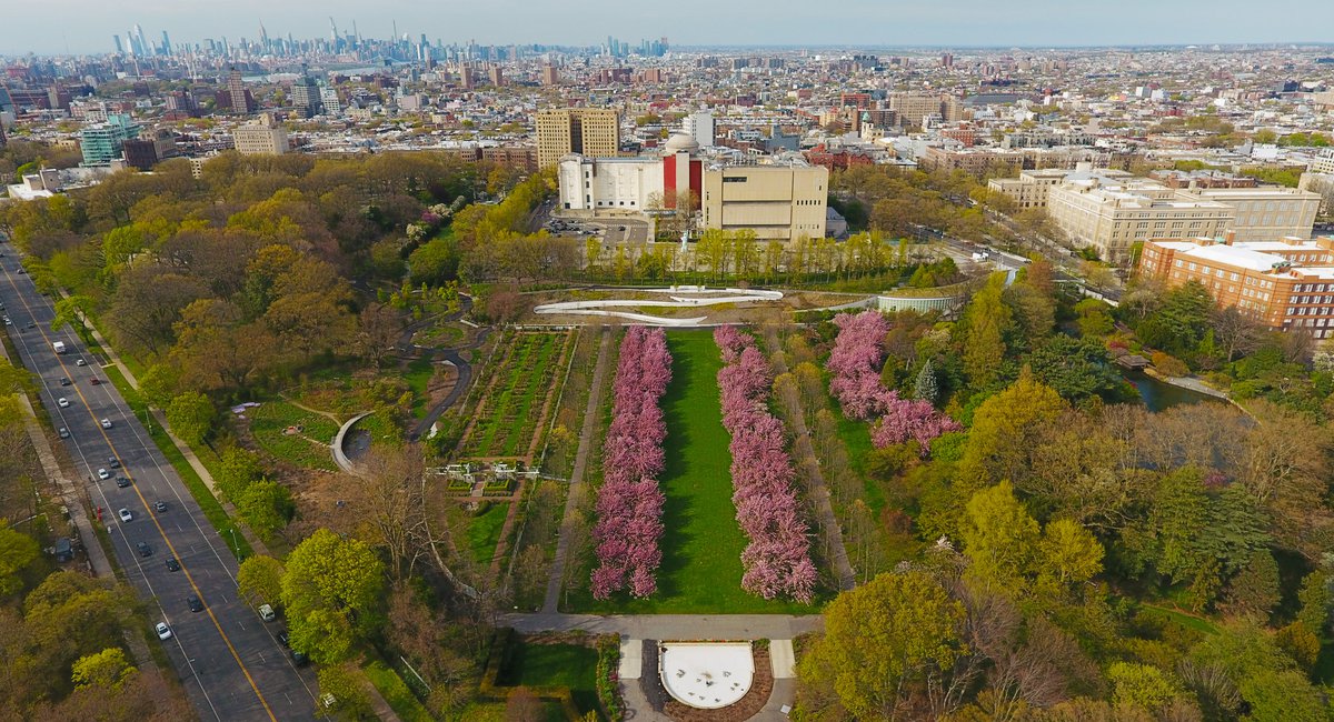 A Soothing Tour Of The Brooklyn Botanic Gardens Cherry Blossoms - Gothamist