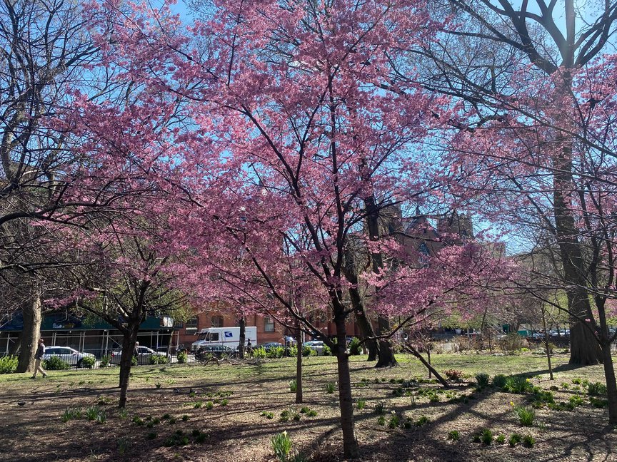 A photo of cherry blossoms in Tompkins Square Park in March 2021