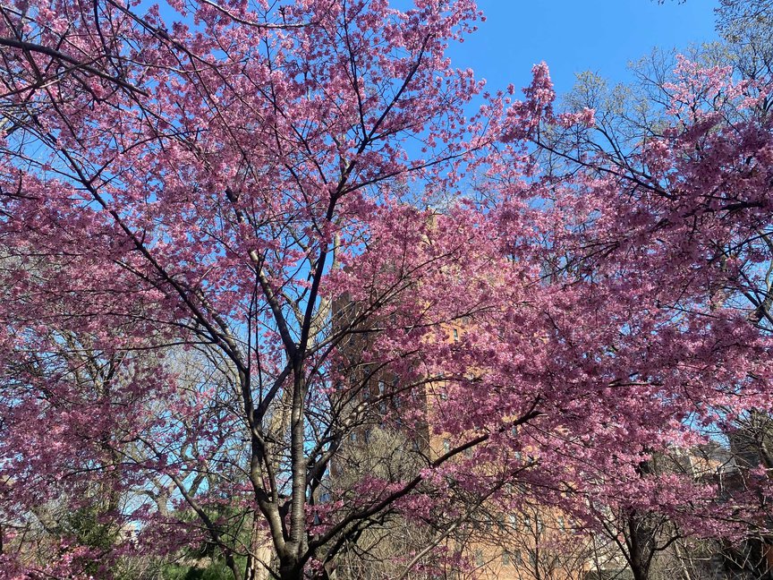 A photo of cherry blossoms in Tompkins Square Park in March 2021