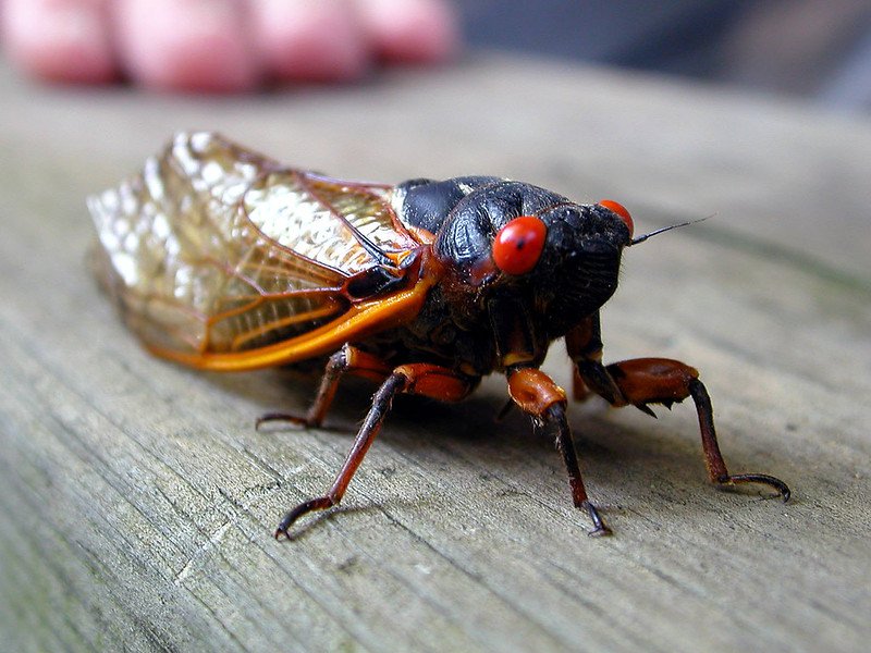 Brood X cicada in Baltimore