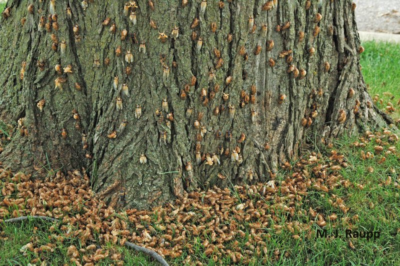 Hundreds of cicadas scaling a trunk