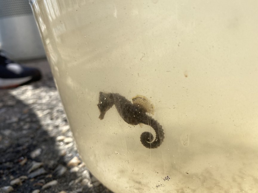 A seahorse in a container of water.