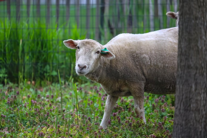 A photo of a sheep on Governors Island
