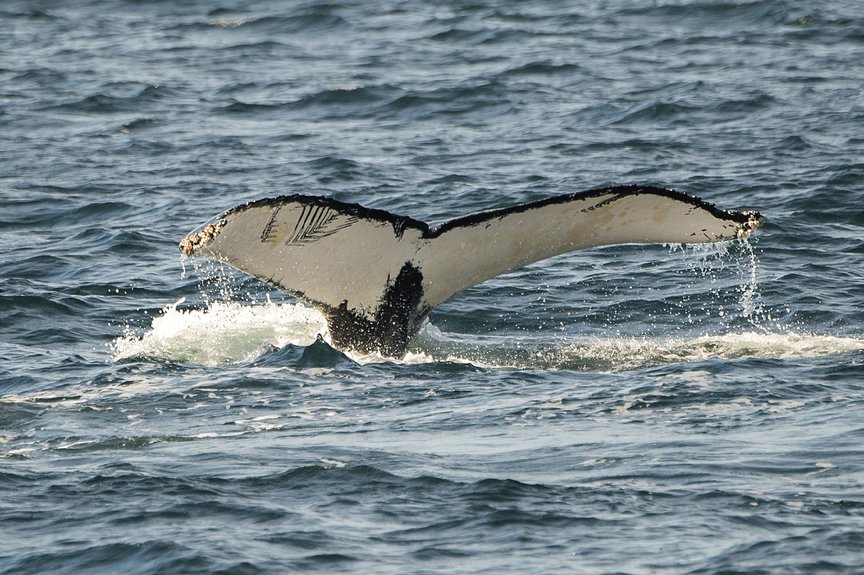 Humpback whales in the New York Bight, September 28th, 2014