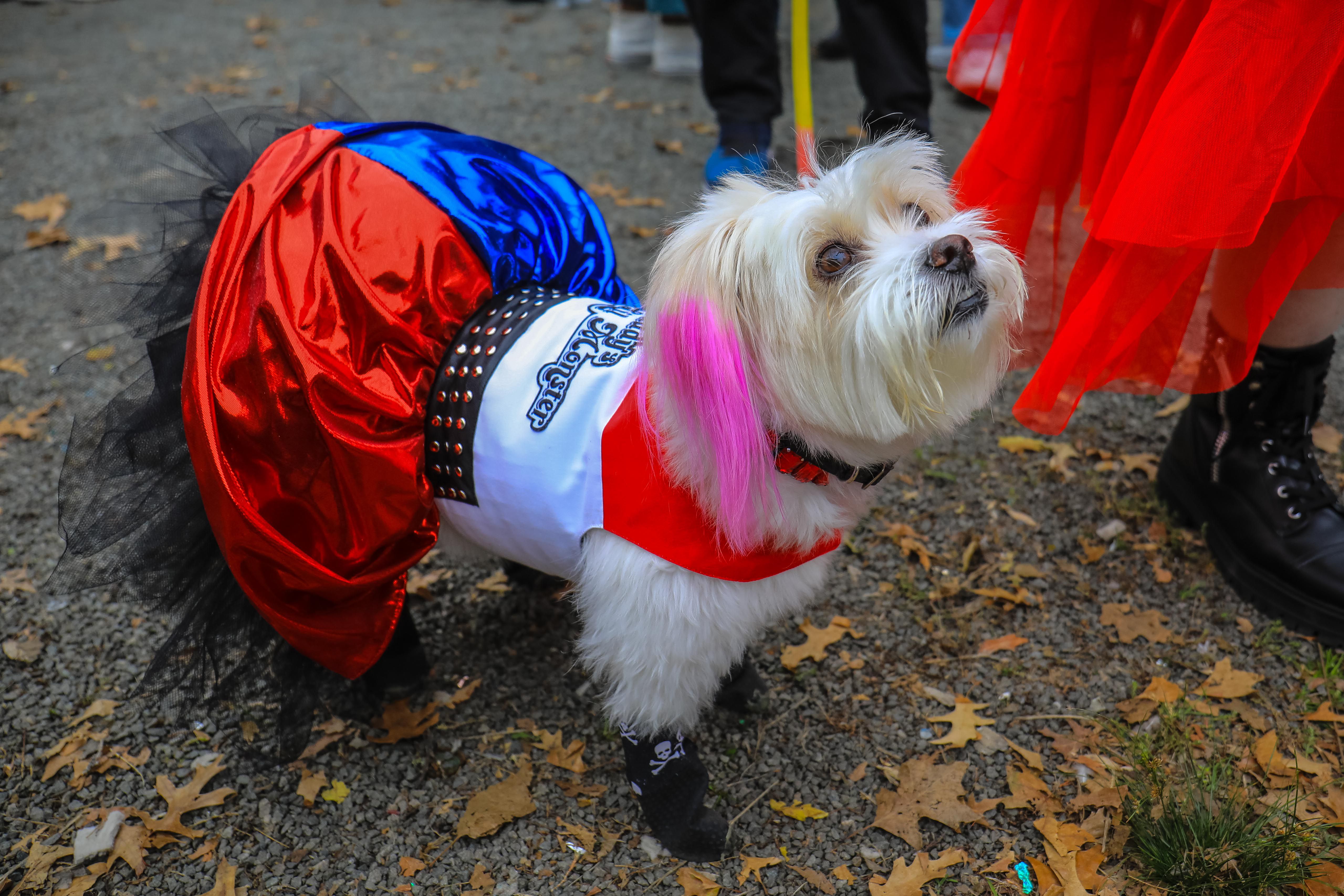 Dogs in costume at the Tompkins Square Park Halloween Parade