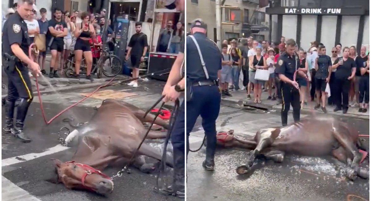 Carriage horse collapses in Hell's Kitchen, renewing calls for reform