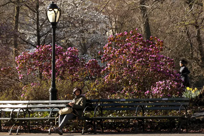 A person sits on a bench in front of a blossoming tree in Central Park on March 30, 2023.