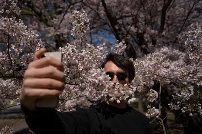 A man takes a selfie with cherry blossoms at Central Park, April 10, 2023.