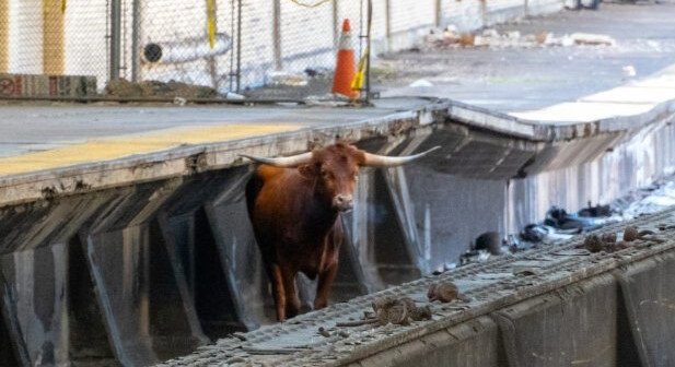 Bull on tracks delays NJ Transit service between New York City and Newark