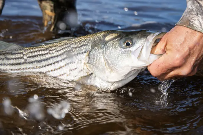Striped Bass Fishing Hudson River 