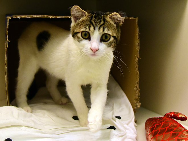 It S Cat Friday Aspca Offers Name Your Own Adoption Fee For Kittens And Cats Gothamist