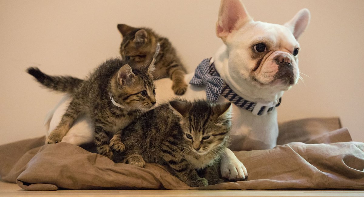 Photos Video Omg This French Bulldog Is A Foster Dad To Aspca Kittens Gothamist