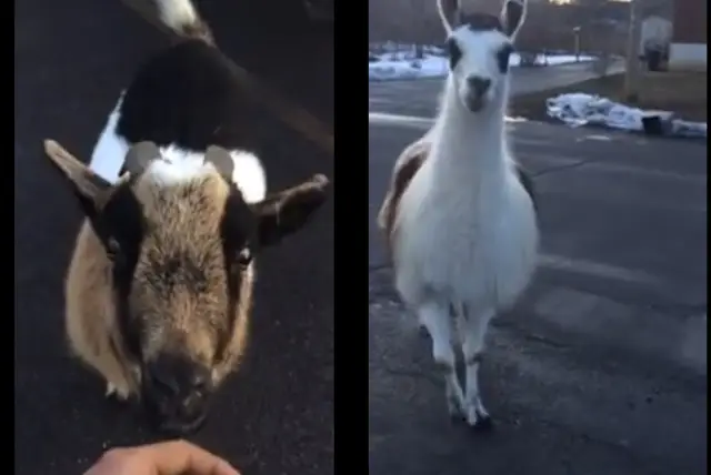 Video: Man Thoroughly Startled By Magical Goat & Llama In Upstate NY -  Gothamist