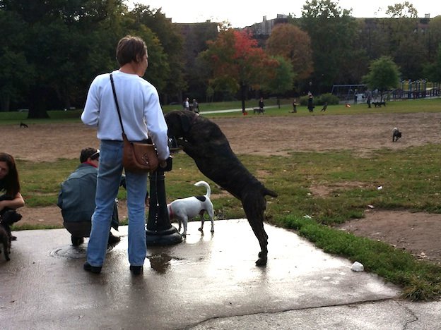 Please Don't Let Your Dog Drink From The Water Fountain - Gothamist